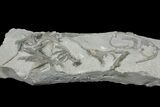 Crinoid (Glyptocrinus) Plate - Maysville, Kentucky #134349-3